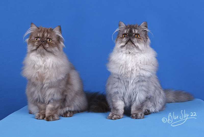 two persian cats